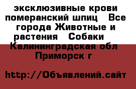 эксклюзивные крови-померанский шпиц - Все города Животные и растения » Собаки   . Калининградская обл.,Приморск г.